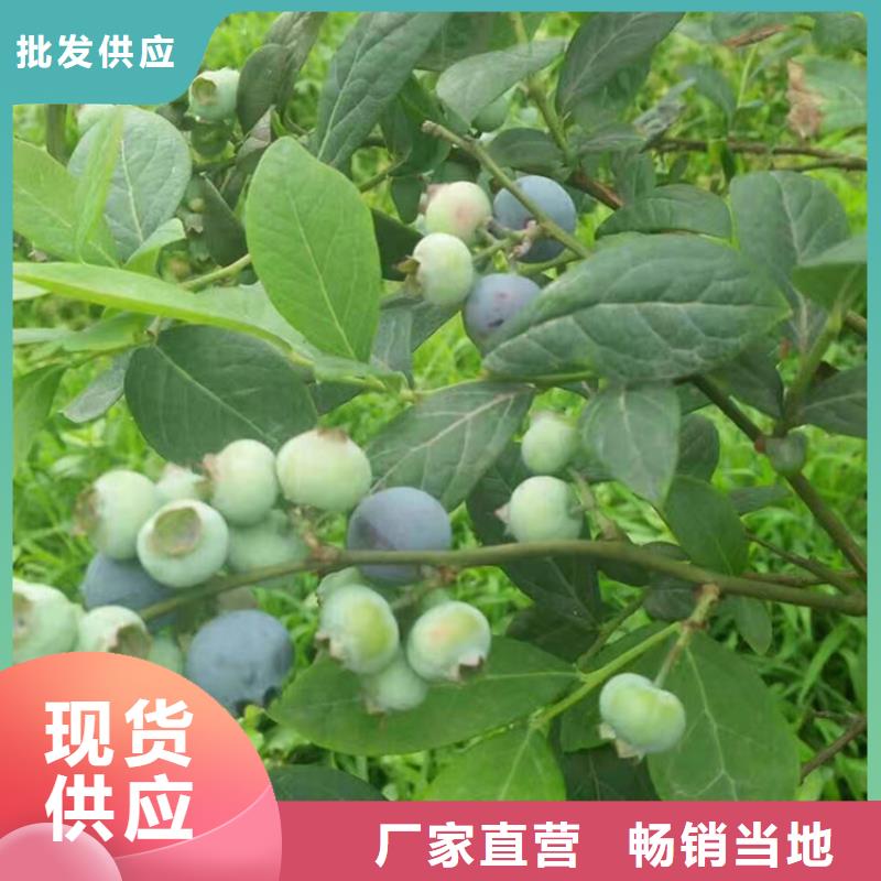 蓝莓苗樱桃苗高品质诚信厂家