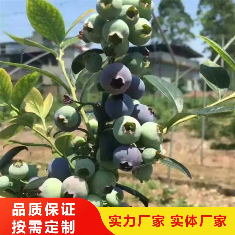 藍(lán)莓苗石榴樹應(yīng)用范圍廣泛