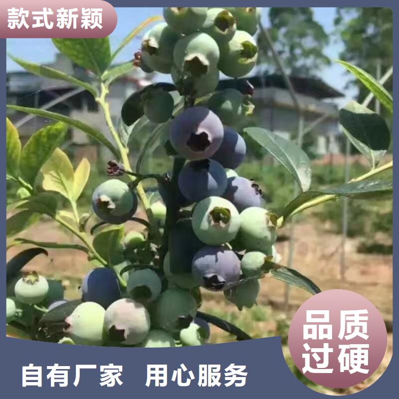 蓝莓苗_无花果苗生产安装