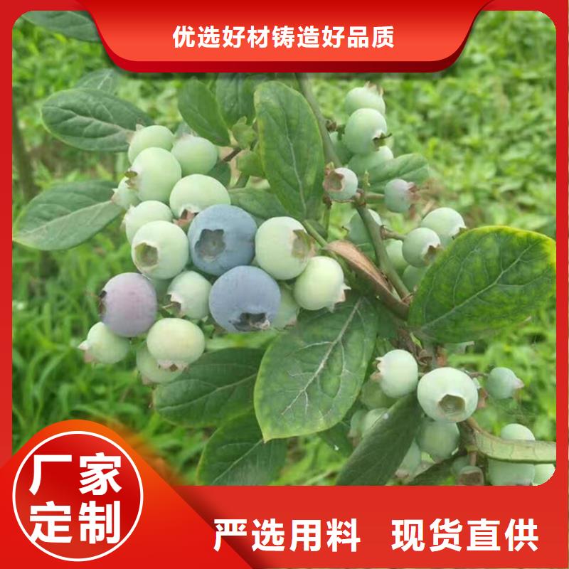 藍(lán)莓苗櫻桃苗匠心制造