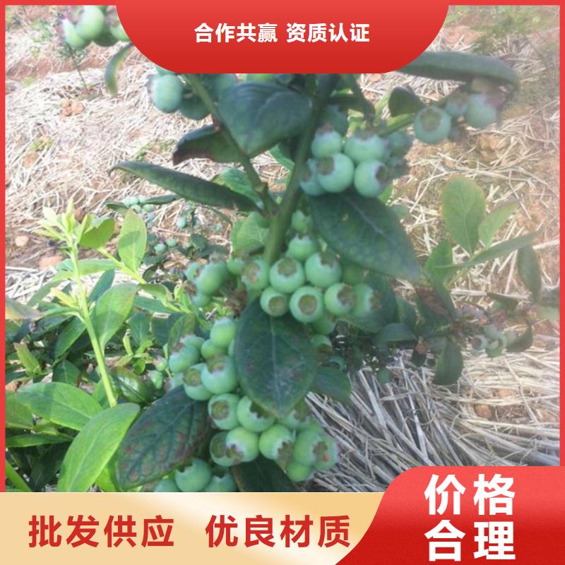 蓝莓苗石榴树应用范围广泛