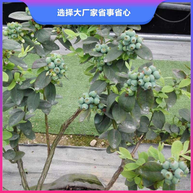 藍(lán)莓苗蘋果苗多種款式可隨心選擇