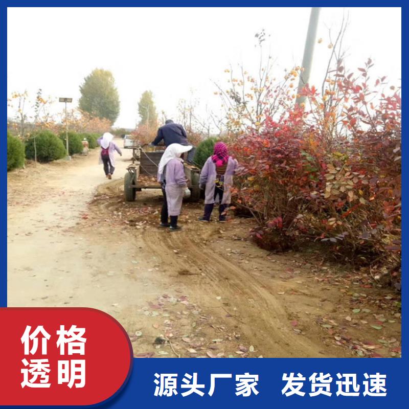 【蓝莓苗西瓜番石榴苗严格把控质量】