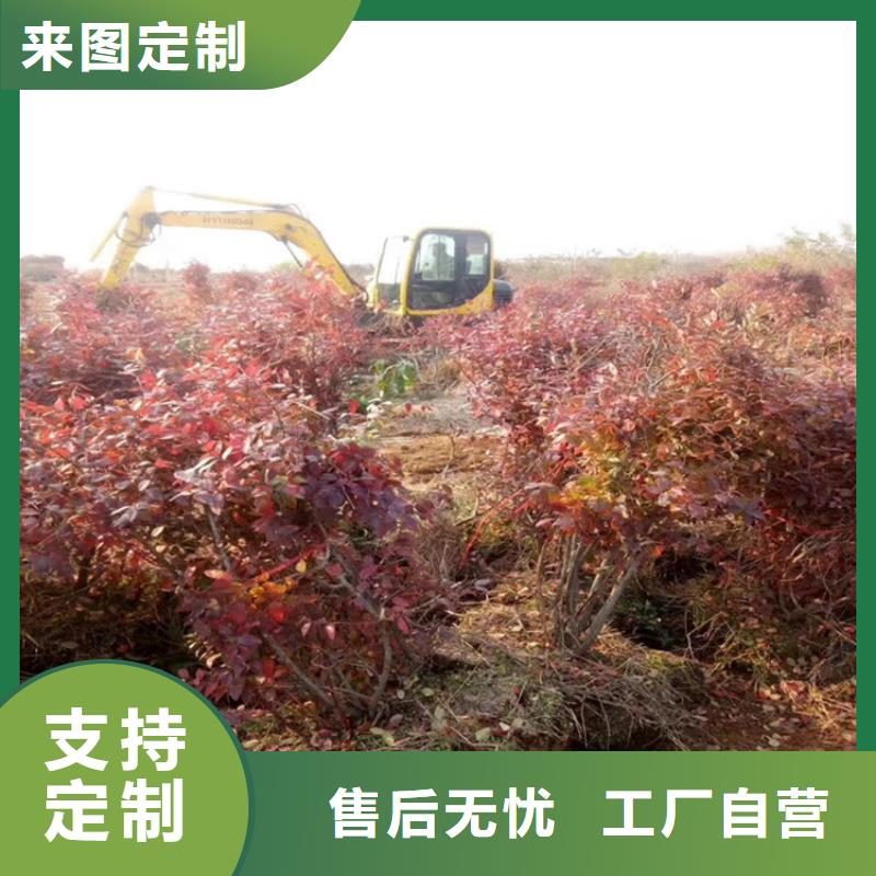 藍(lán)莓苗-櫻桃苗品質(zhì)服務(wù)誠(chéng)信為本