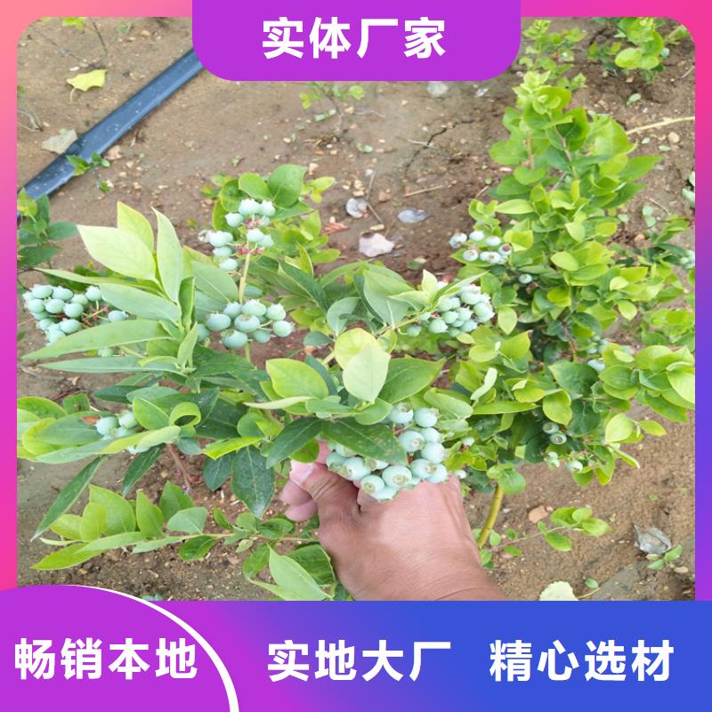 藍(lán)莓苗梨樹(shù)苗主推產(chǎn)品