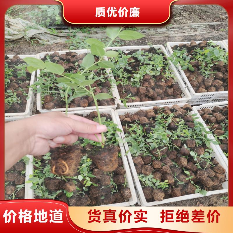 蓝莓苗梨树苗主推产品