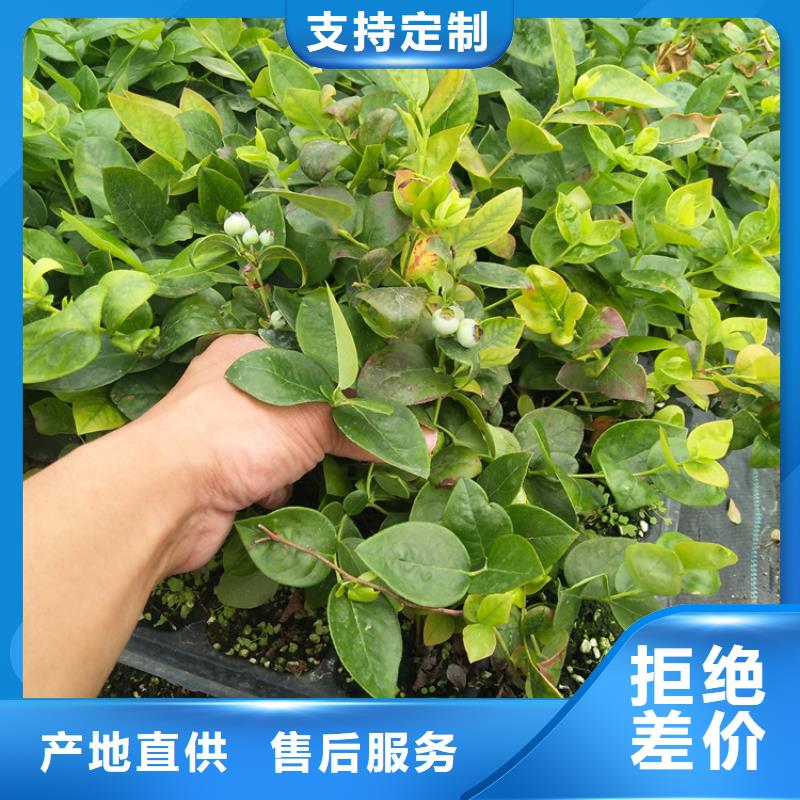 蓝莓苗石榴树应用范围广泛