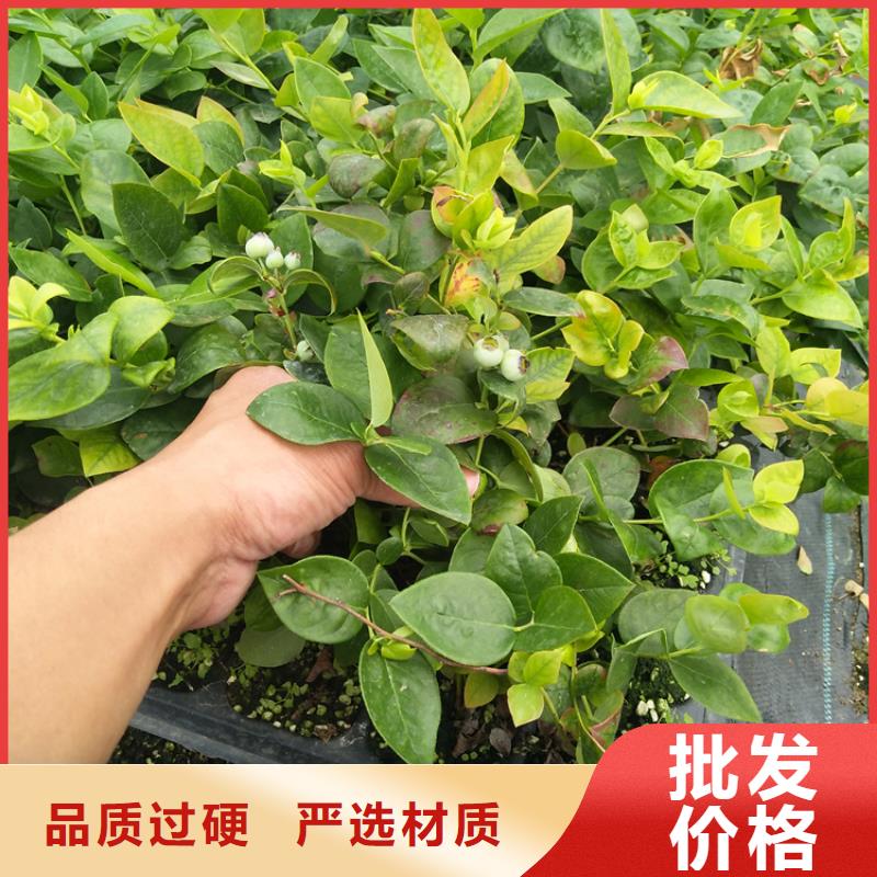 藍(lán)莓苗梨樹(shù)苗主推產(chǎn)品