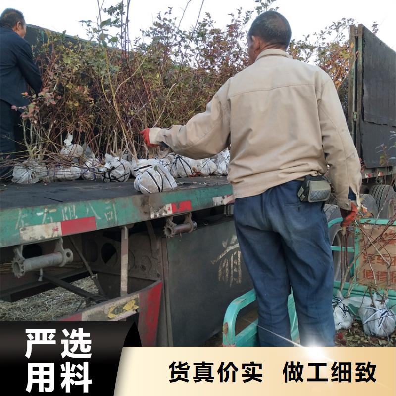藍(lán)莓苗好產(chǎn)品有口碑