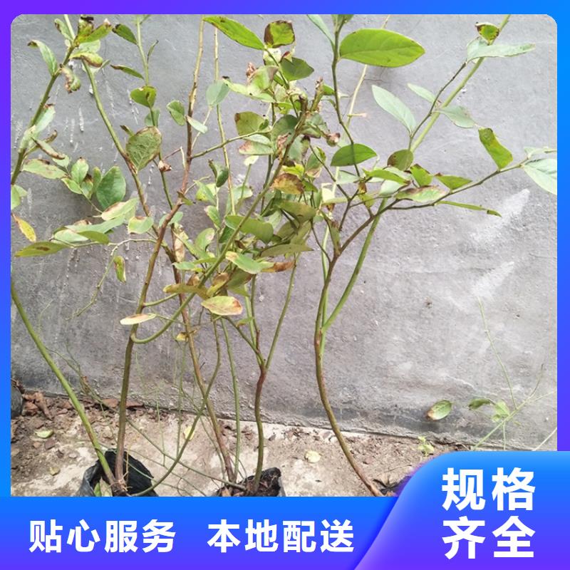 藍(lán)莓苗西瓜番石榴苗源頭工廠