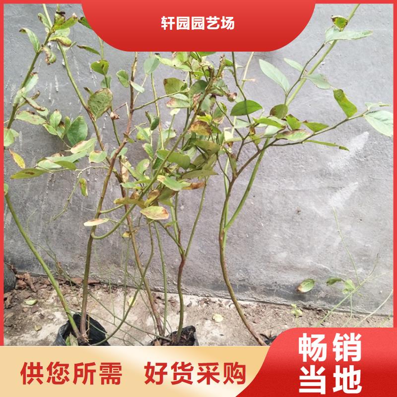 蓝莓苗_无花果苗生产安装