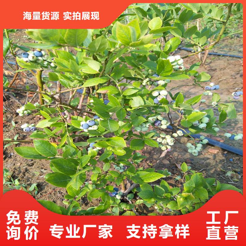 蓝莓苗梨树苗主推产品