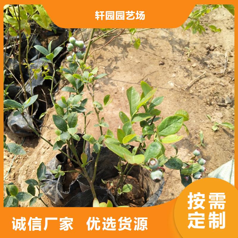 藍(lán)莓苗3公分軟籽石榴苗誠信經(jīng)營