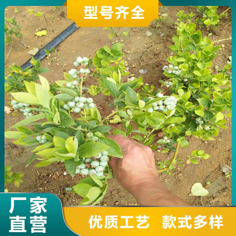 蓝莓苗梨树苗主推产品