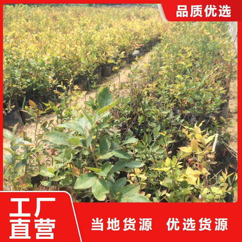 蓝莓苗_无花果苗生产安装