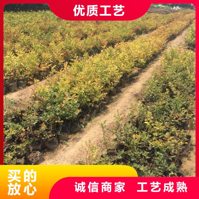 藍莓苗石榴樹應用范圍廣泛