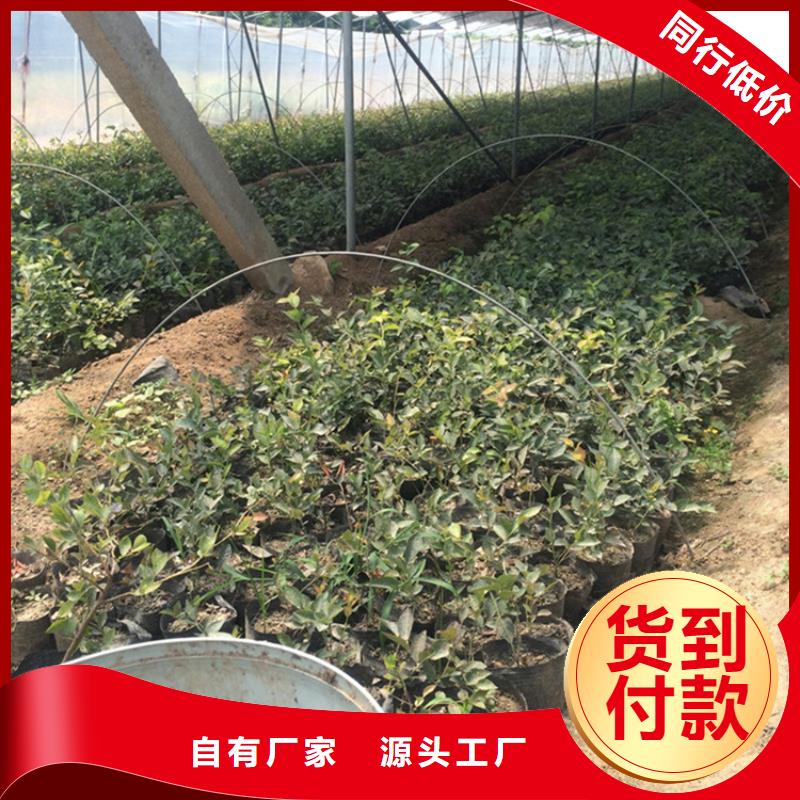 蓝莓苗_无花果苗生产安装