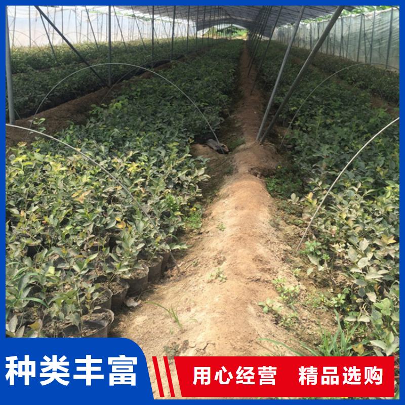 蓝莓苗梨树苗主推产品