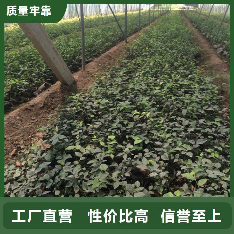 蓝莓苗樱桃苗高品质诚信厂家