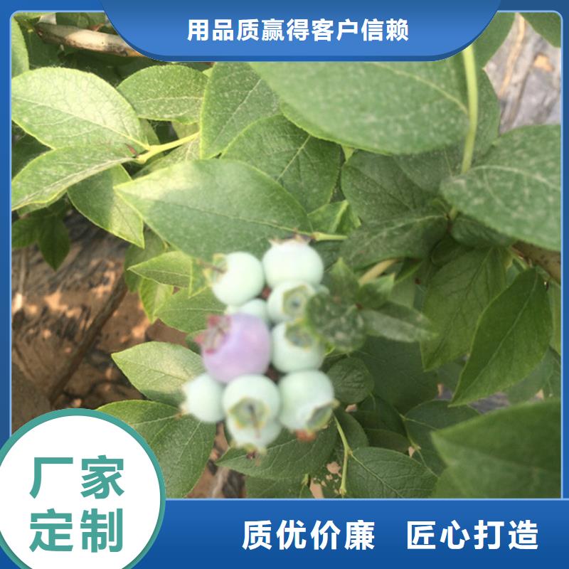 【蓝莓苗西瓜番石榴苗严格把控质量】