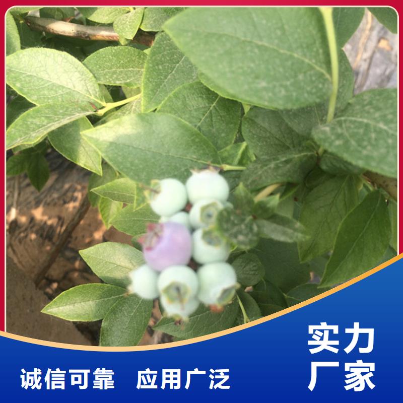 藍(lán)莓苗石榴樹應(yīng)用范圍廣泛