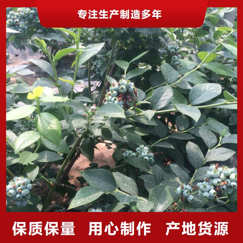 藍(lán)莓苗石榴樹(shù)應(yīng)用范圍廣泛