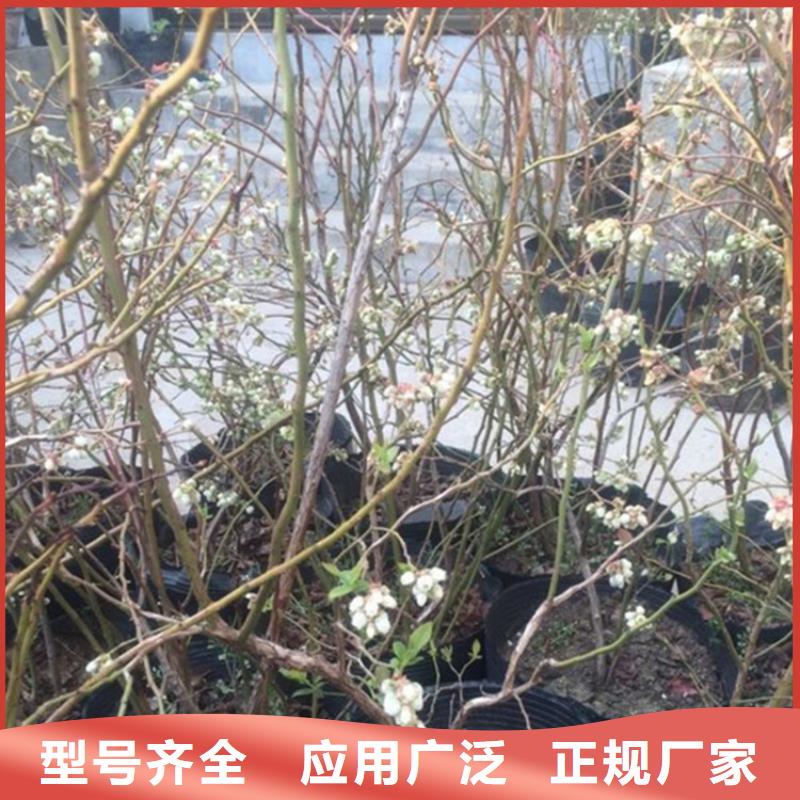 藍(lán)莓苗蘋果苗多種款式可隨心選擇