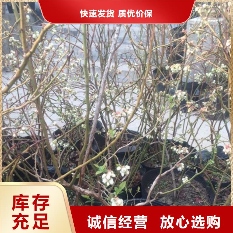 蓝莓苗_无花果苗生产安装
