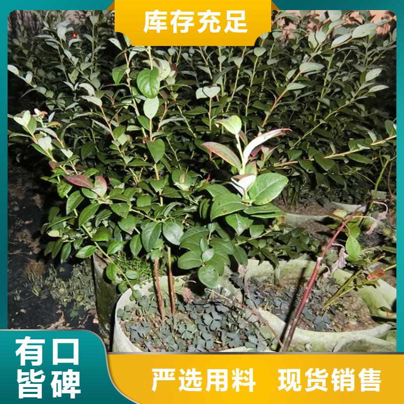 【蓝莓苗西瓜番石榴苗严格把控质量】