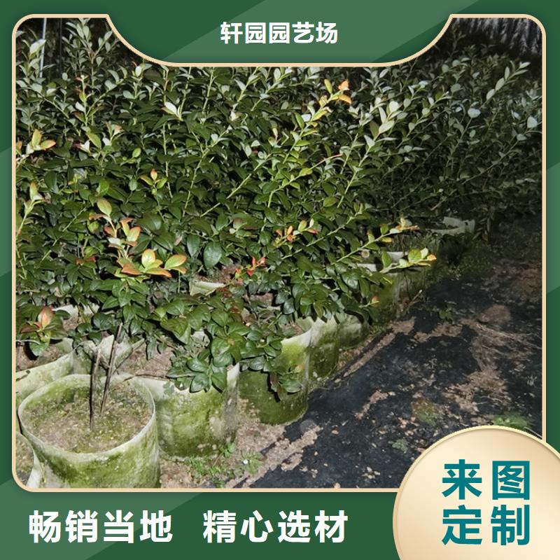 藍(lán)莓苗石榴樹應(yīng)用范圍廣泛