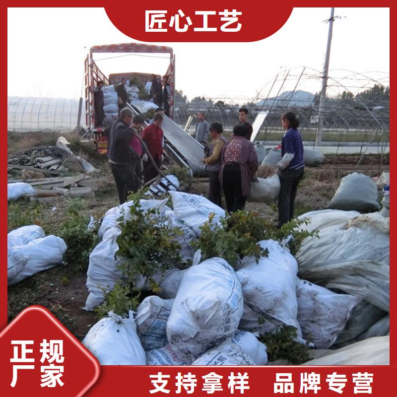 藍(lán)莓苗蘋果苗價格合理