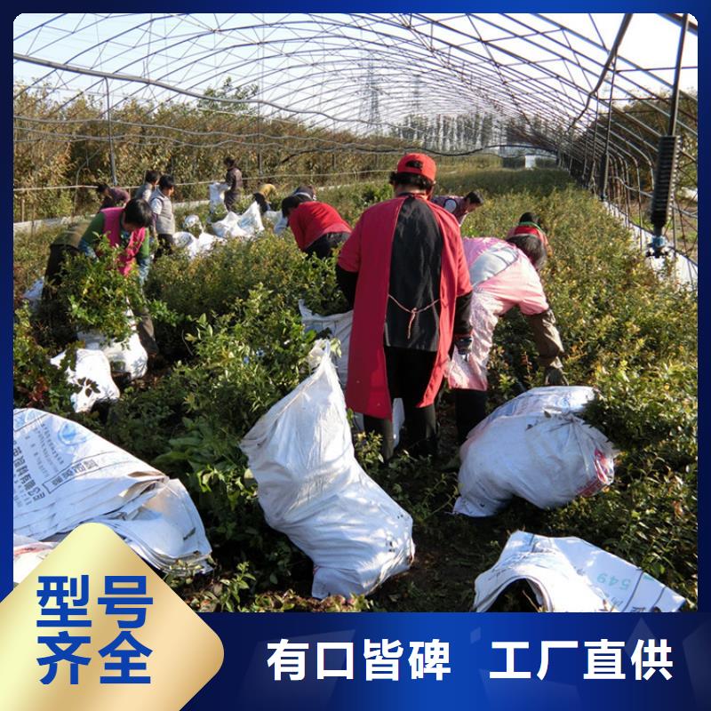 藍(lán)莓苗西瓜番石榴苗源頭工廠