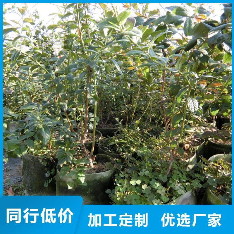 蓝莓苗石榴树应用范围广泛