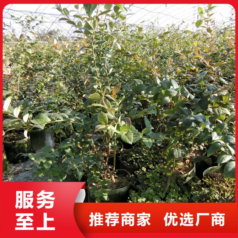 蓝莓苗_无花果苗生产安装
