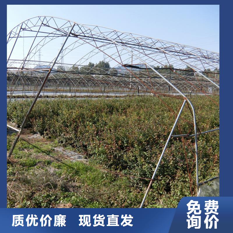 蓝莓苗石榴树应用范围广泛