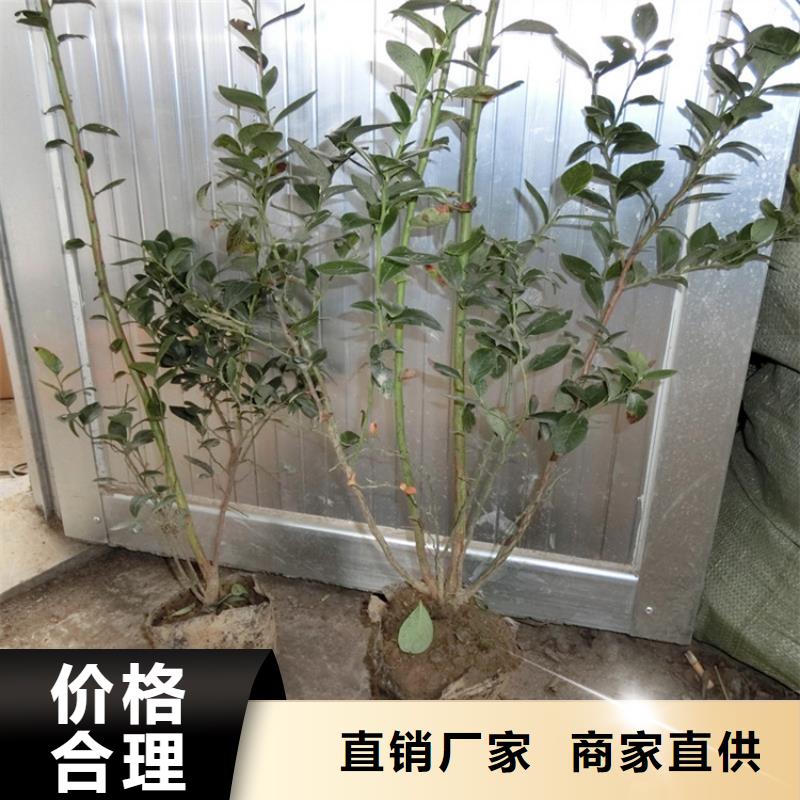 藍(lán)莓苗石榴樹(shù)應(yīng)用范圍廣泛