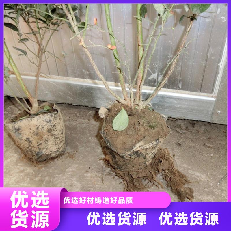 藍(lán)莓苗西瓜番石榴苗源頭工廠