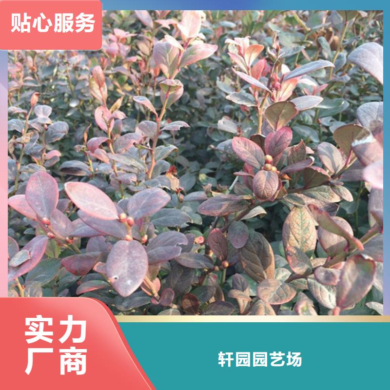藍(lán)莓苗好產(chǎn)品有口碑