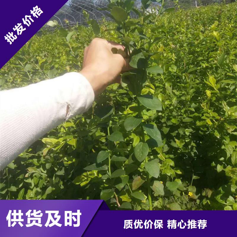 藍(lán)莓苗3公分軟籽石榴苗誠信經(jīng)營