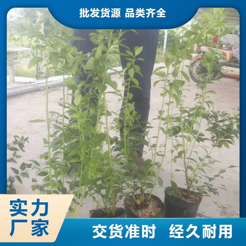 蓝莓苗石榴树应用范围广泛