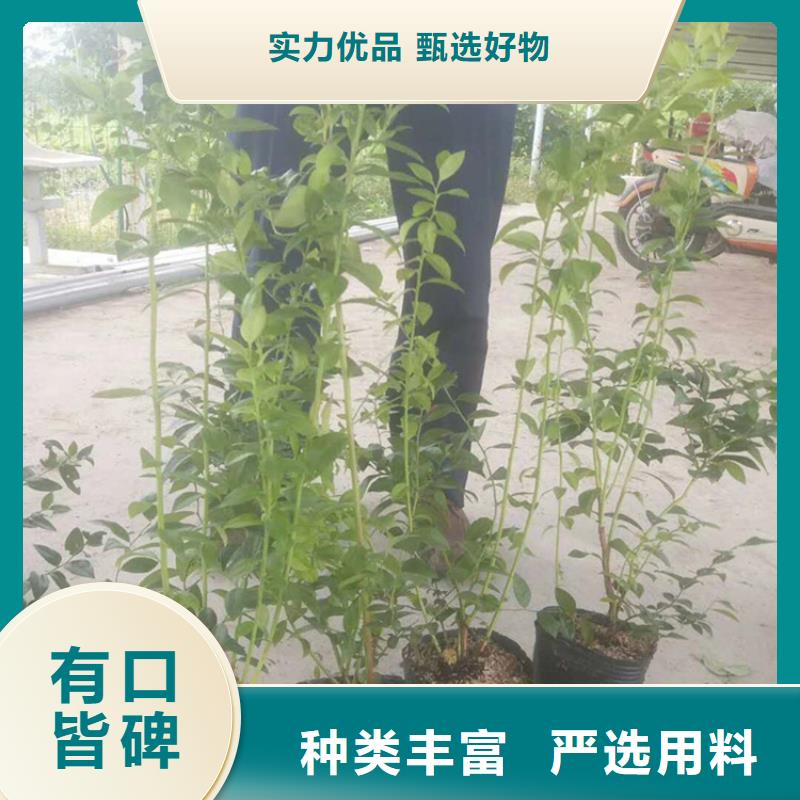 藍(lán)莓苗石榴樹(shù)應(yīng)用范圍廣泛