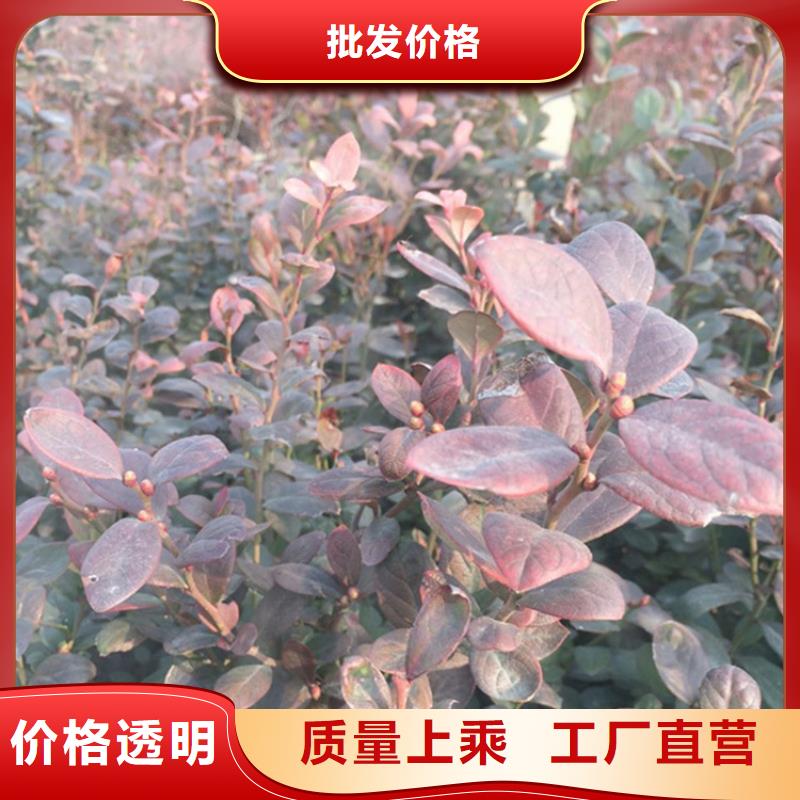 蓝莓苗梨树苗主推产品