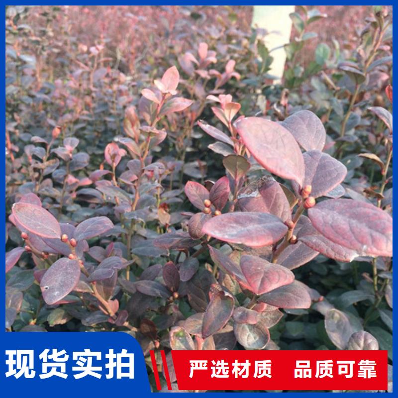 藍(lán)莓苗好產(chǎn)品有口碑