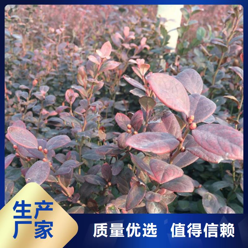 藍莓苗石榴樹應用范圍廣泛