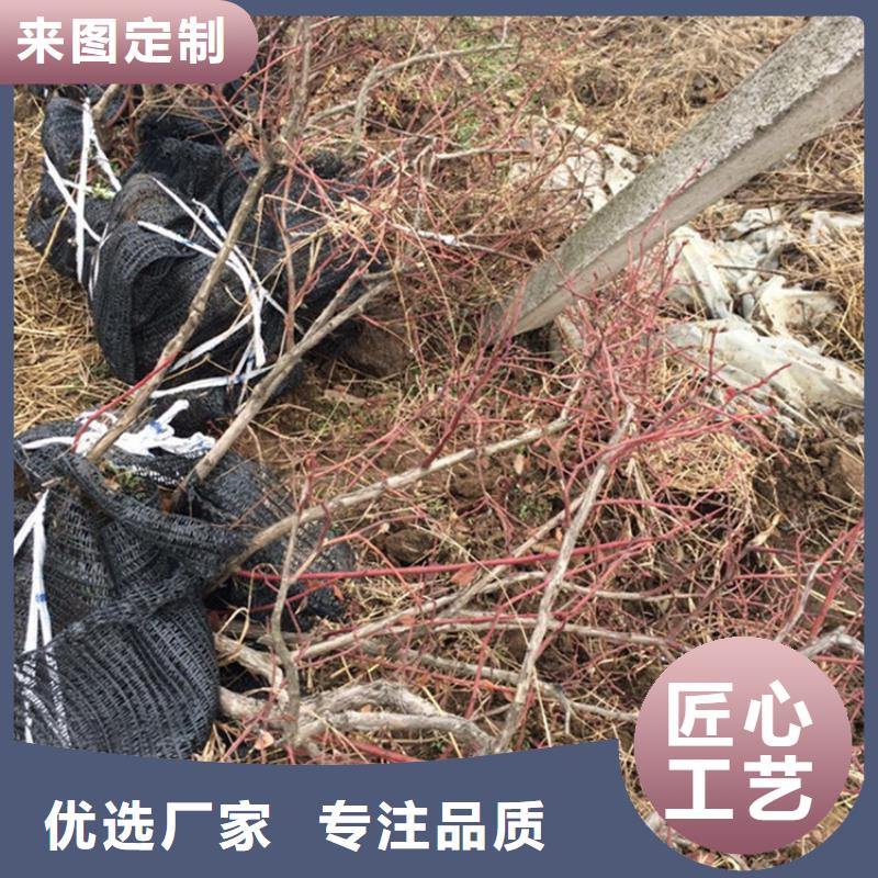 藍(lán)莓苗石榴樹應(yīng)用范圍廣泛