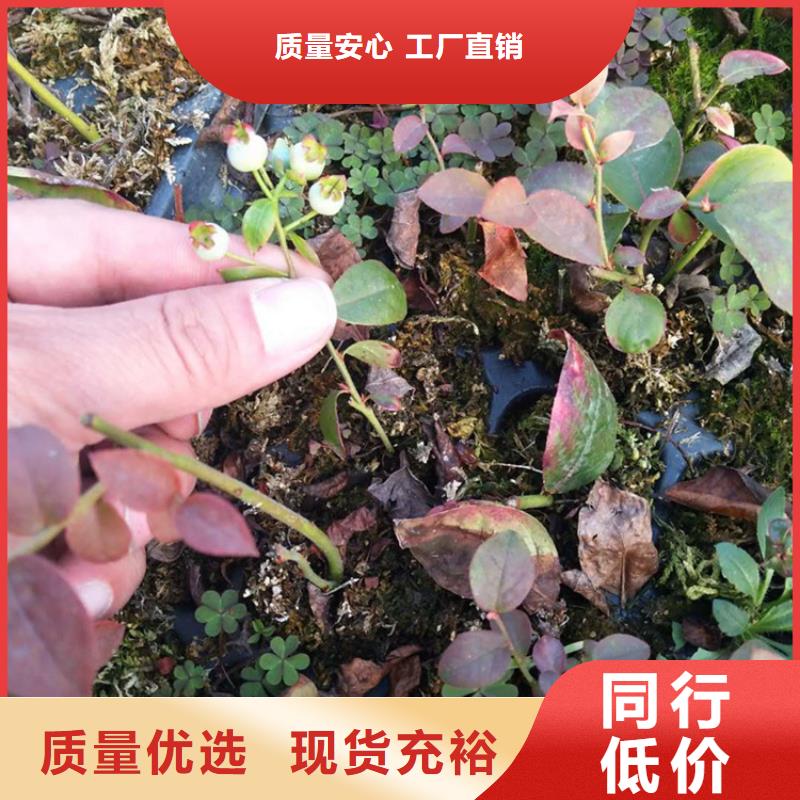 藍(lán)莓苗櫻桃苗匠心制造