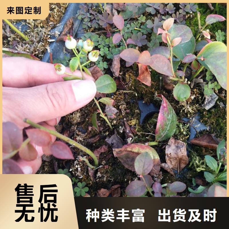 蓝莓苗梨树苗主推产品