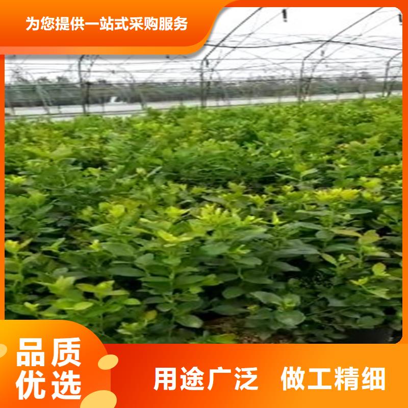 蓝莓苗_无花果苗生产安装