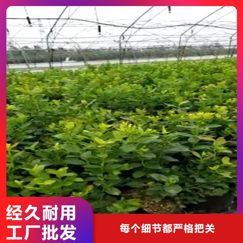 蓝莓苗梨树苗主推产品