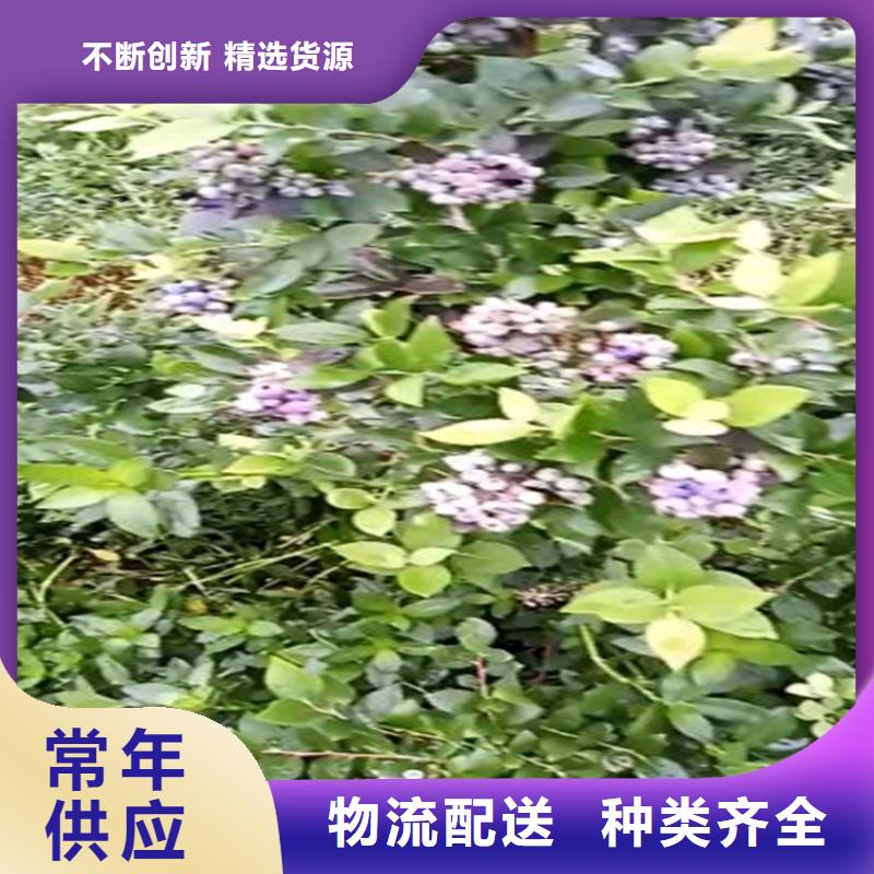藍(lán)莓苗好產(chǎn)品有口碑